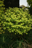 Euphorbia characias subsp. wulfenii RCP5-10 411.jpg